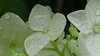 雨の衣をまとって、しっとりと。白いアジサイ、「アナベル」が咲いています。