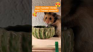 🐹 Süßer Goldhamster trinkt aus seinem Napf 💧 | So niedlich #süßerhamster #hamsterdrinkwater #cutepet