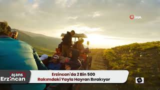 Erzincanda 2 Bin 500 Rakımdaki Yayla Hayran Bırakıyor