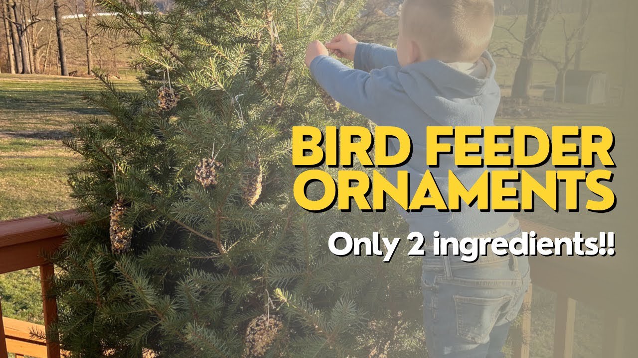 DIY Bird Feeder OrnamentsPreschooler Craft YouTube