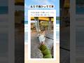 水のかけ方雑すぎてツボるｗｗｗ　#shorts #動物 #犬