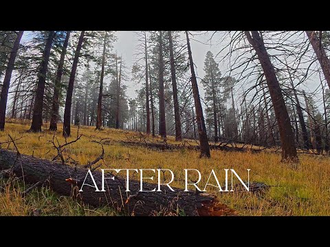 AFTER RAIN - Ambient Biking for Focus, Work or Sleep