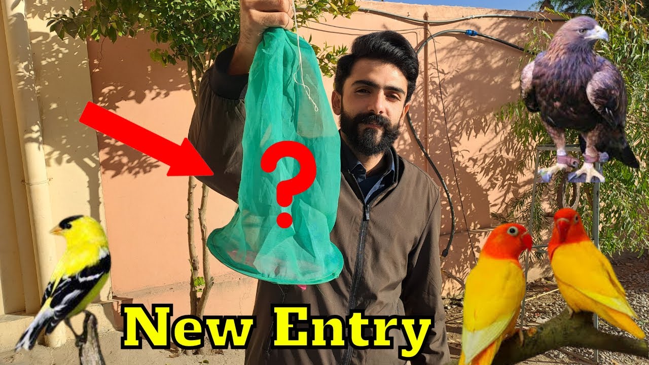 Some Beautiful New Birds In Our Setup 😍 New Entry