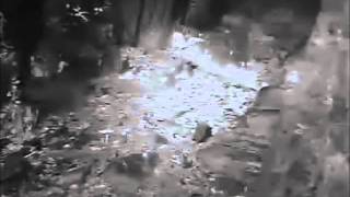 Een week later: Lotte's uhu-jong is dichtbij te horen