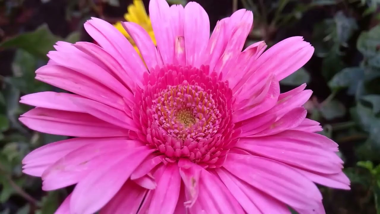 Quite Beautiful Pink Flower Bloomed | FLOWERSANDME