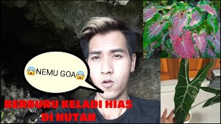 Berburu keladi hias di hutan secara gratiss