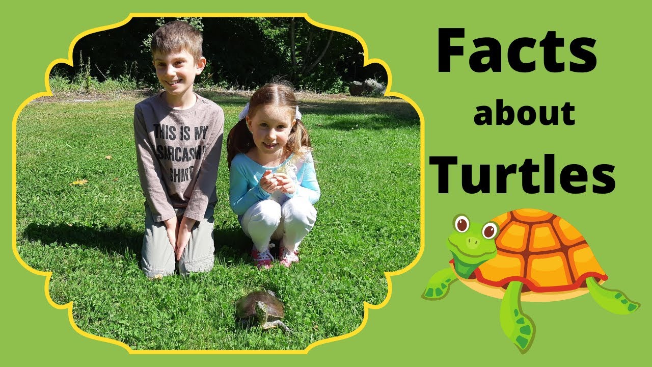 Turtle Facts for Kids. Meet Western Painted Turtle from Swan Lake.