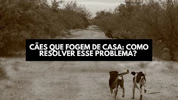 O que fazer quando o cachorro sumir?