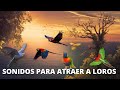 Sonidos para atraer  Loros,  para llamar ,  Imitar