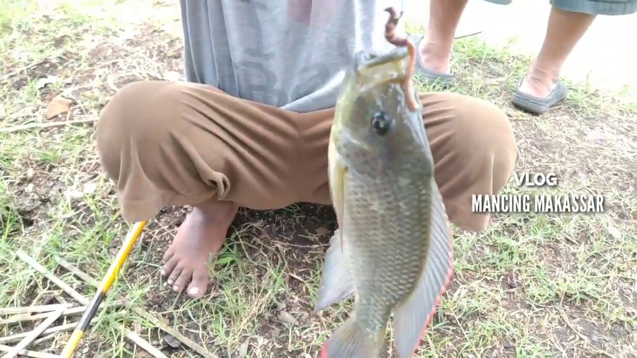 Mancing Panen Ikan Nila Dan Mujair di Kabupaten Maros
