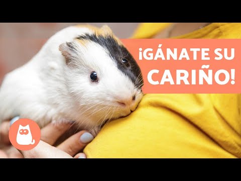 Video: Cómo criar un conejo (con imágenes)