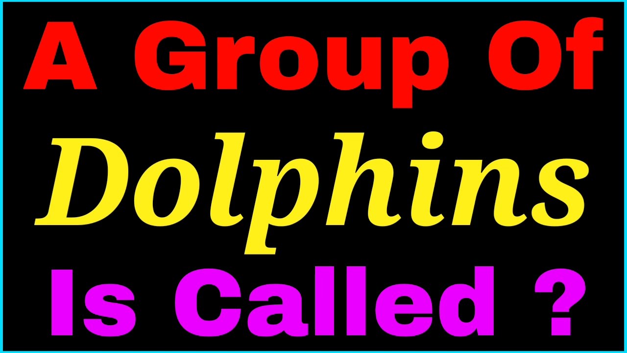 A group of Dolphins is called | collective noun of Dolphins - YouTube