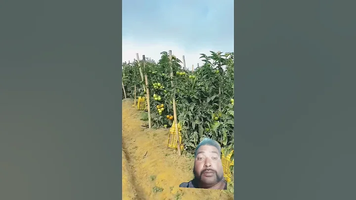 Ultimate Guide to Tomato Farming - From Seed to Harvest