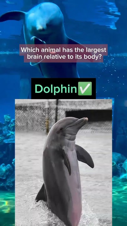 Chimpanzee VS Dolphin VS Elephant #animals #quiz #animalquiz #test #