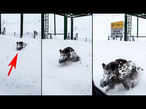 Un jabalí emerge de la nieve y está a punto de embestir a un coche en León