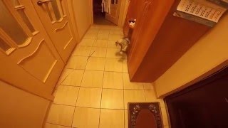 Мейн Кун Шэри играет с мышкой в коридоре (нарезка)