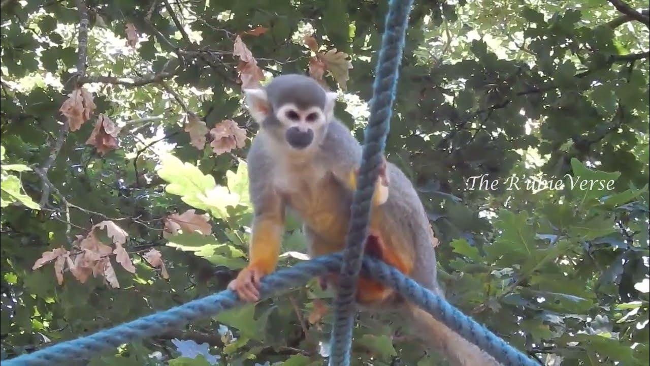 Парковка сафари парк геленджик. Автобус сафари парк геленджик. Сафари парк геленджик стоянка. Геленджик сафари парк схема парка. Сафари парк как добраться.