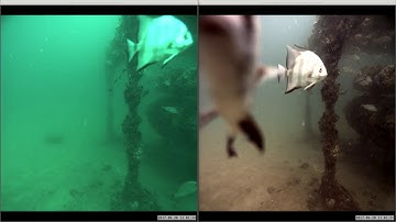 Underwater Image Enhancement - Adaptive Color Balance