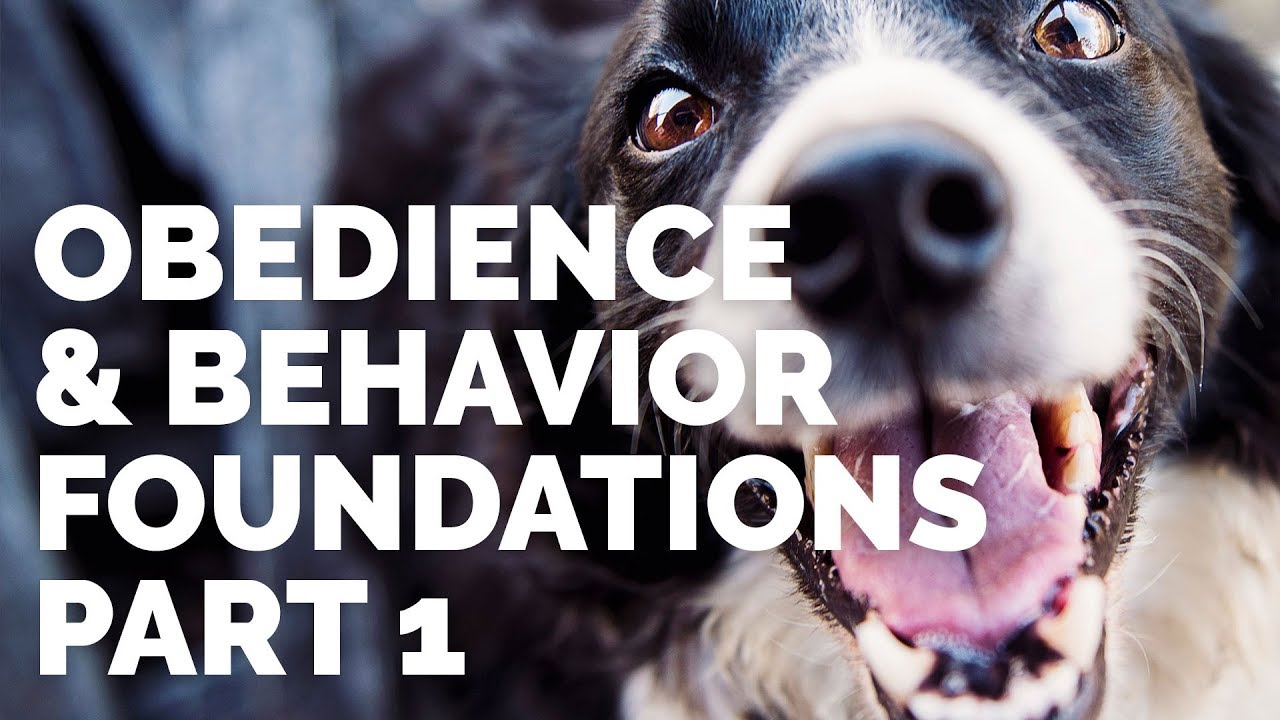 puppy paradise Obedience & Behavior Foundations Part 1