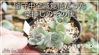 多肉植物】8月の葉挿しっの様子は❓親株順調です