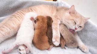 Mother Cat Rushes to Comfort Kitten - Heartwarming Cat Family Reunion 🐱💕