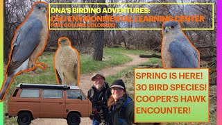 Cooper’s Hawk ENCOUNTER @ Birding CSU Environmental Learning Center w/ 30 Species + Annie Van Outing