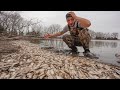 Why are there 1,000's of Dead Fish in My Farm Pond..