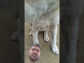 jisko bantana hai bhai chai banta hai #funny #harekfriendkaminahotahai #comedy