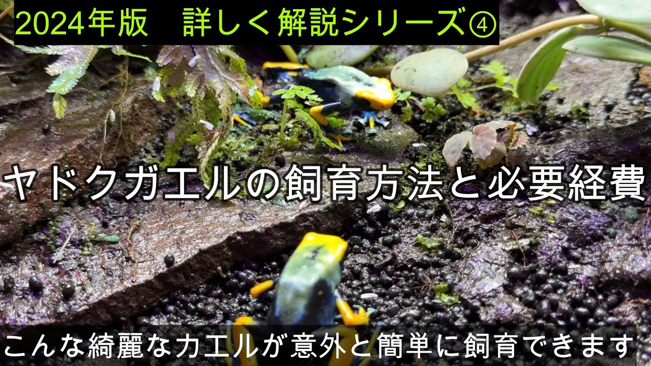 2024年版詳しく解説シリーズ④ヤドクガエルの飼育方法と必要経費