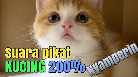 Suara Pikat Kucing 200% Nyamperin | Sound Cat Calling | Suara Memanggil Kucing
