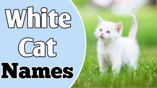 TOP & BEST White Cat Names Idea || White Pet Cat (Female & Male) Names || NamoLogy