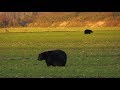 The Black Bears of Alligator River - Short Nature Documentary