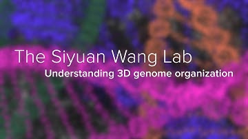 Genome Architectures & Spatial Transcriptomics - The Siyuan Wang Lab at Yale School of Medicine