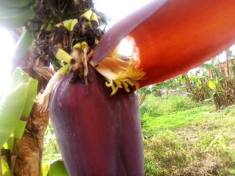 MAAJABU YA MAUA YA NDIZI