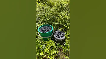 Золото леса! Земляника. Черника. Брусника. Лесные ягоды