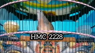 PERKUTUT BANGKOK SUARA LENGKAP BENING RING HMC BIRD FARM