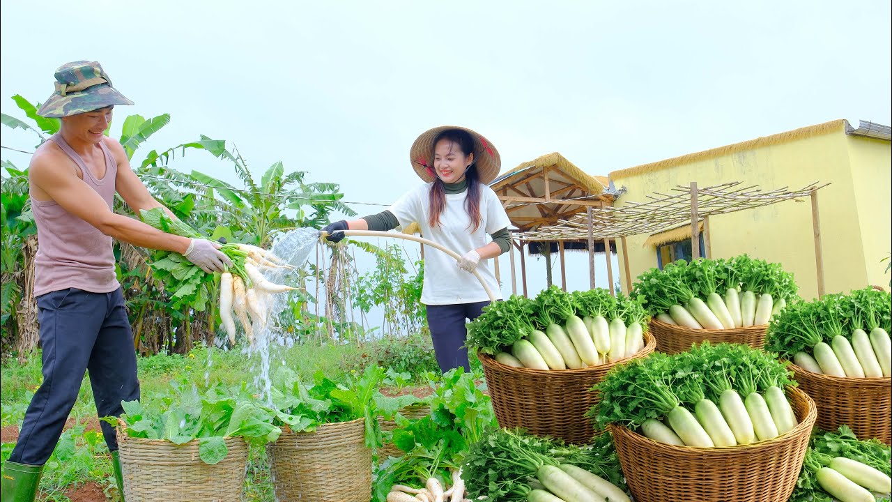 Day 150 After Leaving The City : Harvest Radish With Tieu Lien To Sell At The Market, Cook,Grow Bean