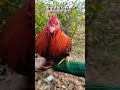 Jangali Raja Murga🐓 #youtubeshorts#JangaliRajaMurga #DesiMurga #OrganicFarming #WildRooster