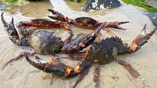 A Cong captured 4 crab kings in the sea. For the first time  he saw that stone crabs can grow so bi