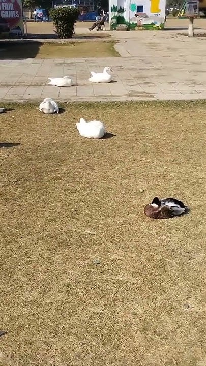 difference-between-saw-and-duck-youtube