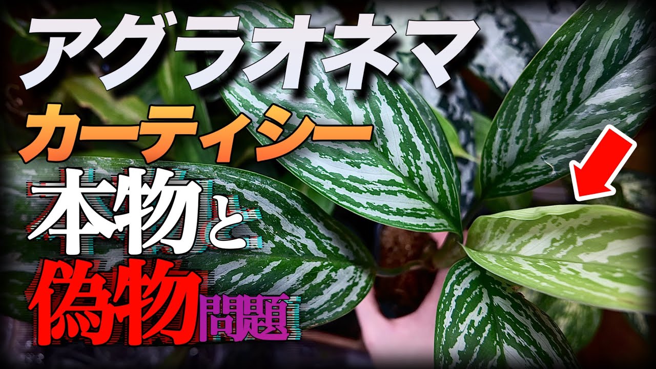 So, Which Aglaonema Curtisi Is the Real One? Plus Care Tips