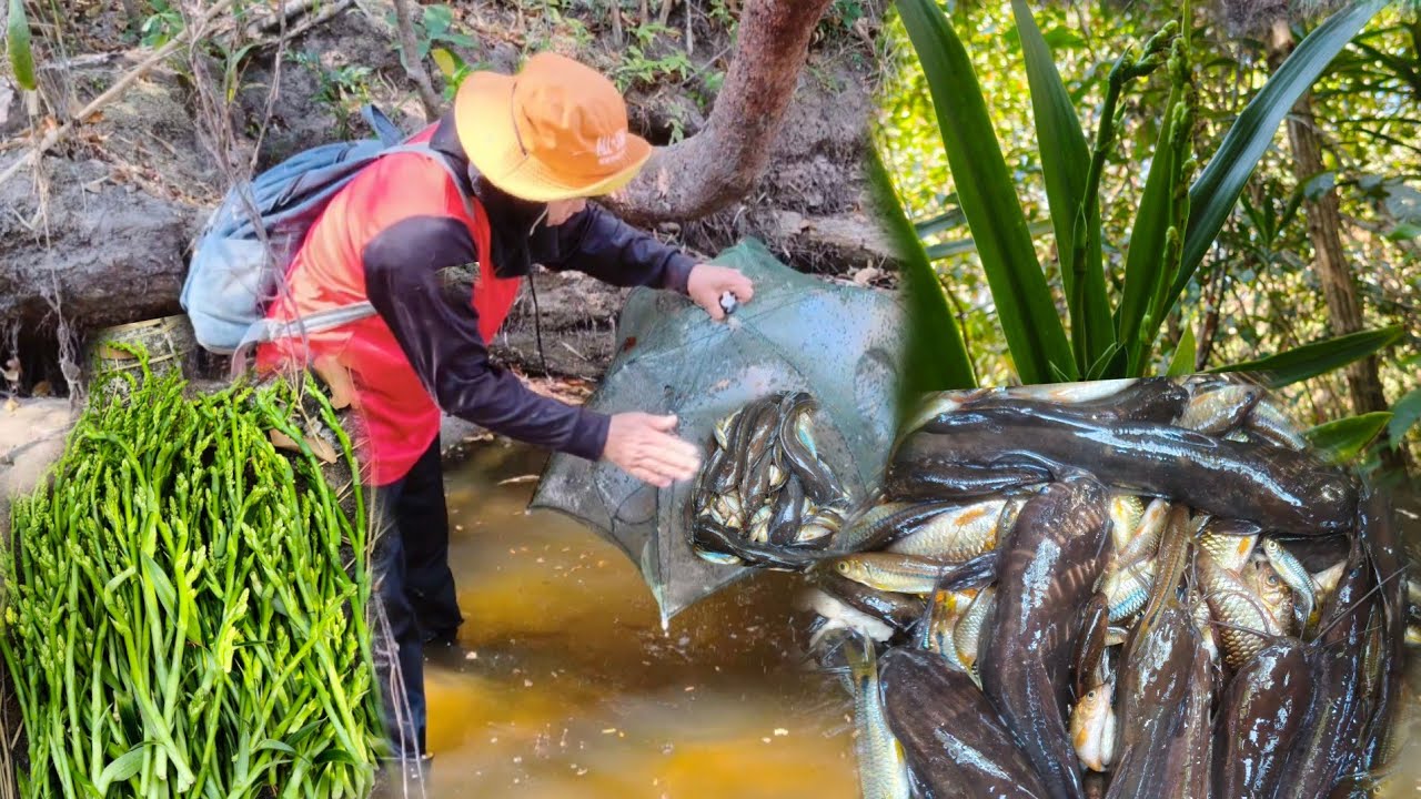 เลาะะป่าเก็บผักคอนแคนและใส่ตุ้มวังน้ำขอ่นหมานปลาดุกตัวสวยๆผักคอนแคนยอดสวยๆ 14ก.พ 69