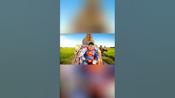 Capy và siêu nhân giúp bà chở đồ đi biển và cái kết té ngữa #capybara
