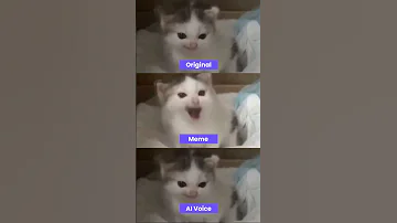 Angry German Cat Meme But Different Version Shorts 