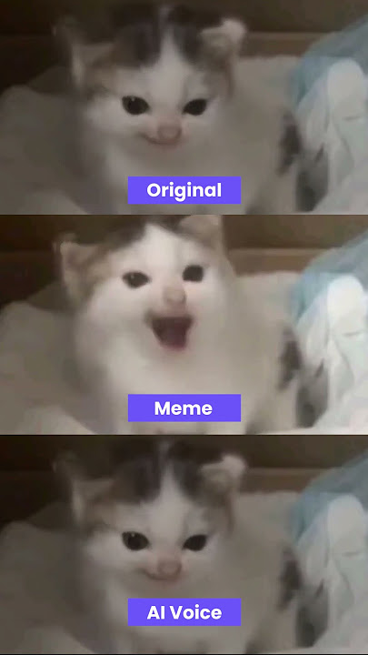 Angry German cat meme but different version #shorts