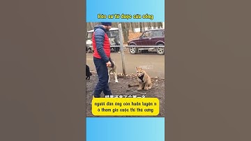 Báo sư tử được cứu sống  #tintuc #dongvat #animals #pets #khampha #giaicuudongvat #yeah #phimhay