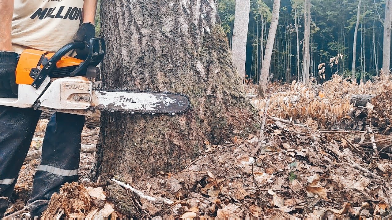 Валочная бензопила. Бензопила для Валки леса. Лучшая бензопила для Валки леса. Профессиональная бензопила для Валки леса 260 45см. Штиль дерево