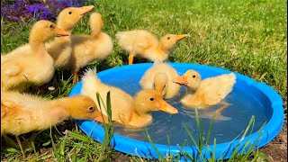 225th day with funny ducklings