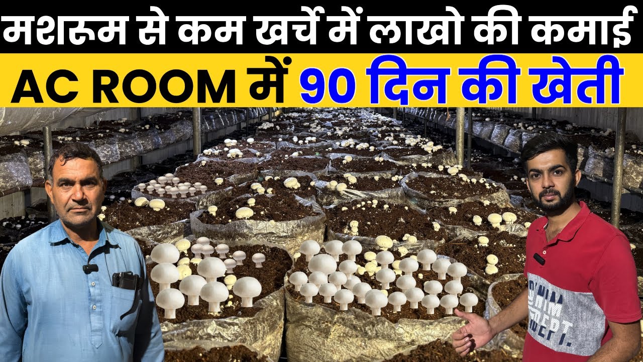 Ac में 90 दिन मे Button Mushroom Kheti से Lakho कमाई,Mushroom Ac Plant,खेती BusinessPlan 