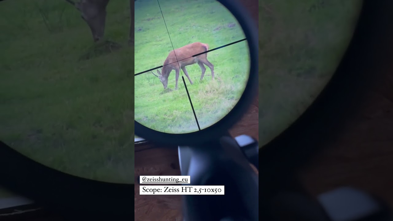 Red Deer Spiker | Spießer - Behind the Scenes: Hirschbrunft in Thüringen